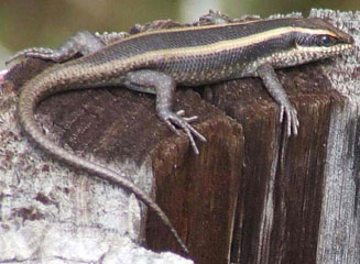 Trachylepis striata (Striped skink)