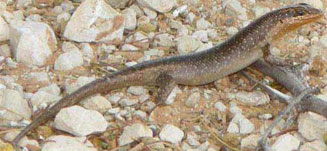 Trachylepis quinquetaeniata (Five-lined skink, Rainbow skink) 
