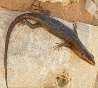 Trachylepis quinquetaeniata (Five-lined skink, Rainbow skink) 