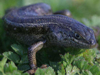 Trachylepis capensis (Cape skink) 