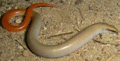 Scelotes montispectus (Bloubergstrand dwarf burrowing skink)