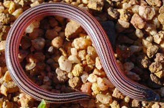 Acontias meleagris (Cape legless skink)