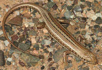 Trachylepis occidentalis (Western three-striped skink) 