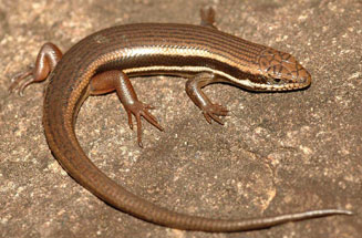 Trachylepis homalocephala (Red-sided skink)