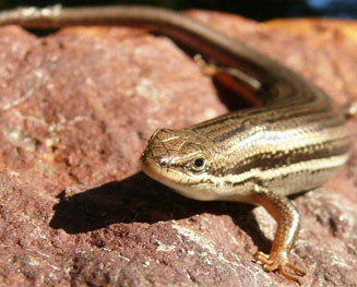 Trachylepis homalocephala (Red-sided skink)