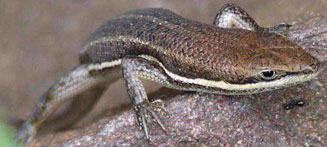 Trachylepis varia (Variable skink) 