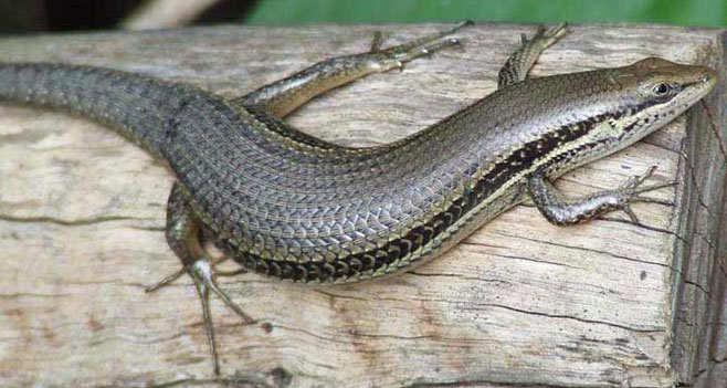Trachylepis depressa (Eastern coastal skink) 