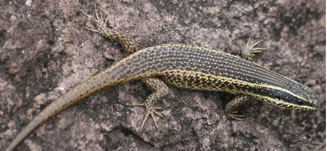 Trachylepis punctatissima (Speckled rock skink)