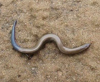 Scelotes caffer (Cape dwarf burrowing skink)