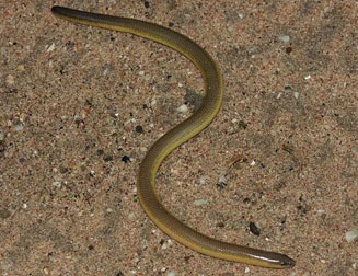 Acontias meleagris (Cape legless skink)