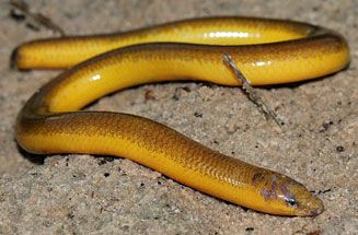 Acontias meleagris (Cape legless skink)