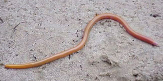 Typhlosaurus caecus (Cuvier's blind legless skink)