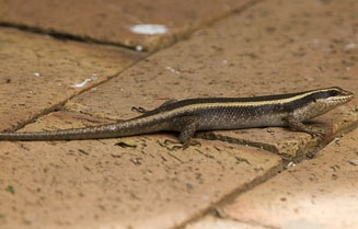 Trachylepis striata (Striped skink)