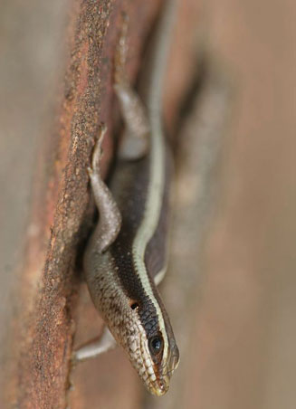 Trachylepis striata (Striped skink)