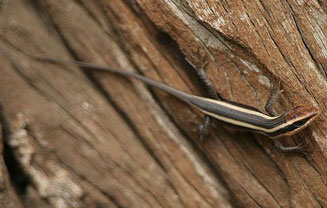Trachylepis striata (Striped skink)