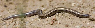 Scelotes gronovii (Gronovi's dwarf burrowing skink)