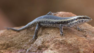 Trachylepis spilogaster (Kalahari tree skink) 