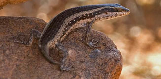 Trachylepis spilogaster (Kalahari tree skink) 