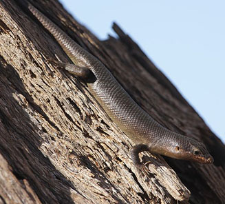 Trachylepis quinquetaeniata (Five-lined skink, Rainbow skink) 