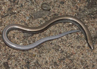 Scelotes kasneri (Kasner's dwarf burrowing skink)