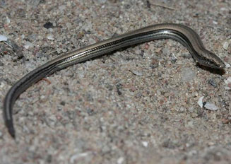Scelotes kasneri (Kasner's dwarf burrowing skink)