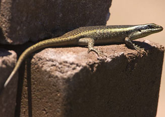 Trachylepis punctatissima (Speckled rock skink)