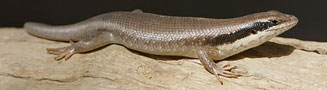 Trachylepis binotata (Ovambo tree skink)