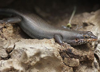 Trachylepis binotata (Ovambo tree skink)