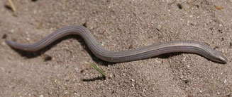 Scelotes bipes (Silvery dwarf burrowing skink)