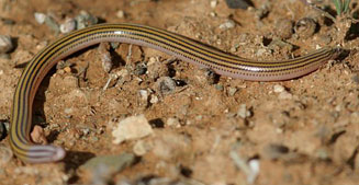 Microacontias lineatus (Striped legless skink) 