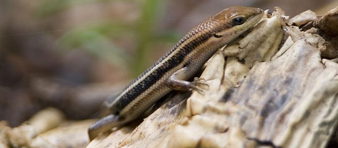 Trachylepis varia (Variable skink) 