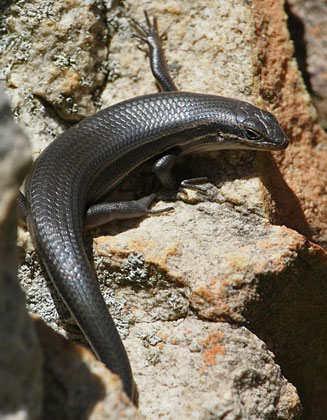 Trachylepis variegata (Variegated skink)