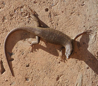 Trachylepis striata (Striped skink)
