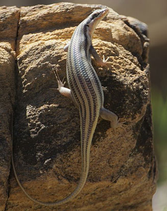 Trachylepis sulcata (Western rock skink)