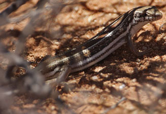 Trachylepis occidentalis (Western three-striped skink) 