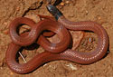 Aparallactus capensis (Black-headed centipede eater)