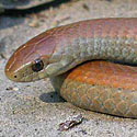 Duberria lutrix (Common slug-eater, Southern slug-eater)