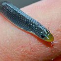 Prosymna stuhlmannii (East-african shovel snout)