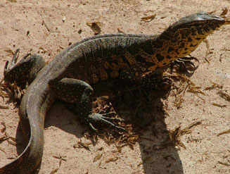 Varanus niloticus (Nile monitor, Water monitor)