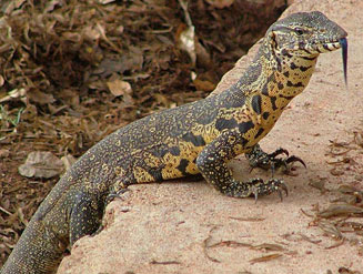 Varanus niloticus (Nile monitor, Water monitor)