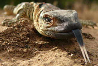 Varanus albigularis (Rock monitor, White-throated monitor)