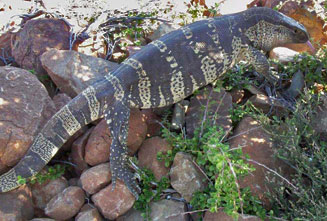 Varanus albigularis (Rock monitor, White-throated monitor)