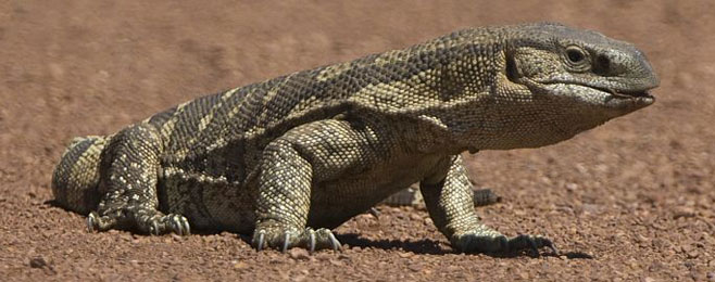 Varanus albigularis (Rock monitor, White-throated monitor)