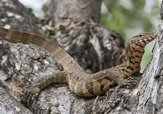 Varanus niloticus (Nile monitor, Water monitor)